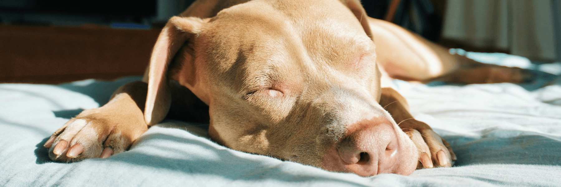 Untitled design-196 In-Home Pet Sitting Services Colorado Springs