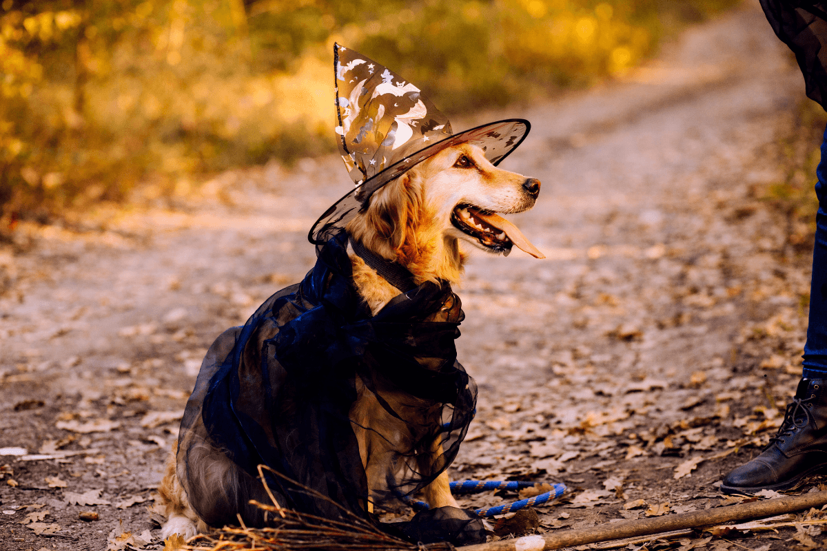 halloween pet safety