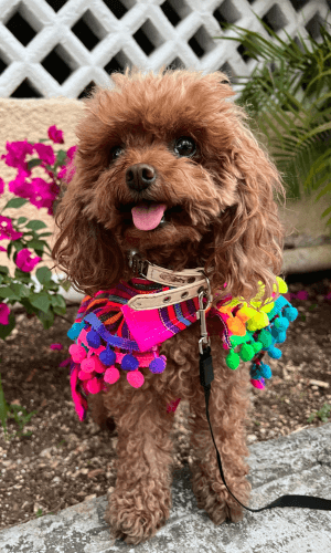 halloween pet safety