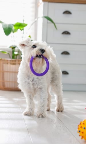 Copy of in blog photo-40 pet care tips colorado