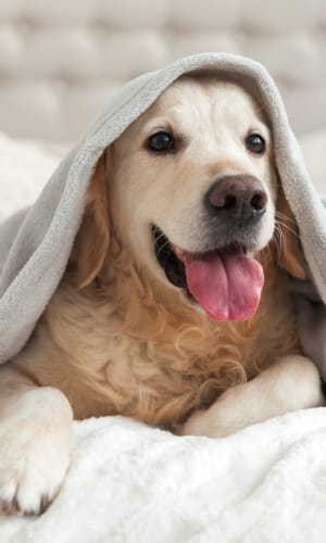 pet care travel planning