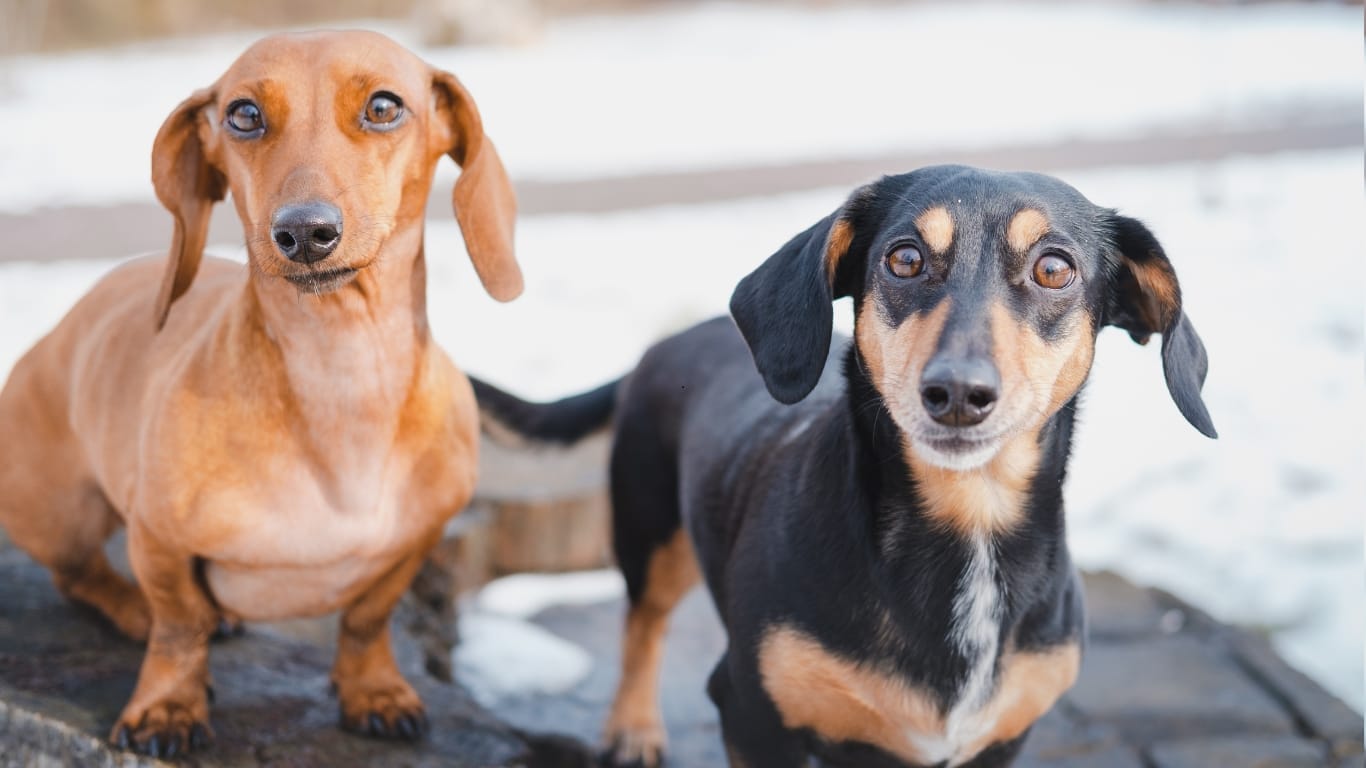 Cold Weather Pet Care Tips