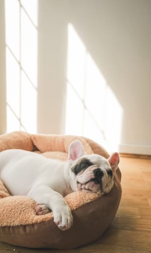 Cold Weather Pet Care Tips