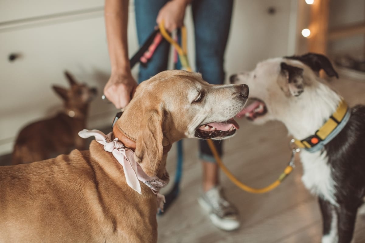 pet sitting colorado springs