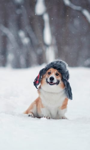 in blog photo (1) winter pet care colorado springs