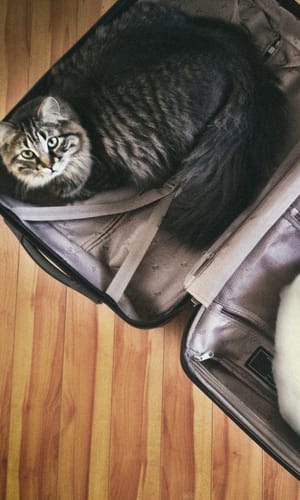 spring travel pet care